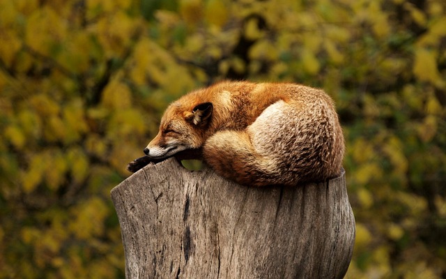 パジャマと睡眠の関係