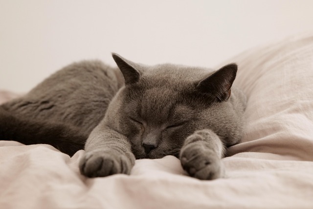 睡眠サプリの効果と選び方