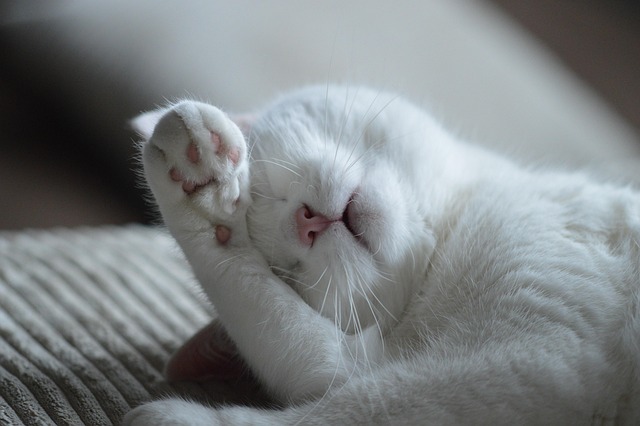 睡眠の質を高める方法