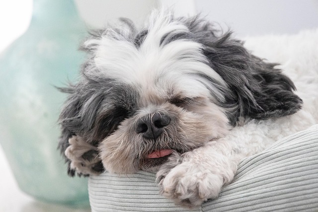 睡眠時無呼吸症候群